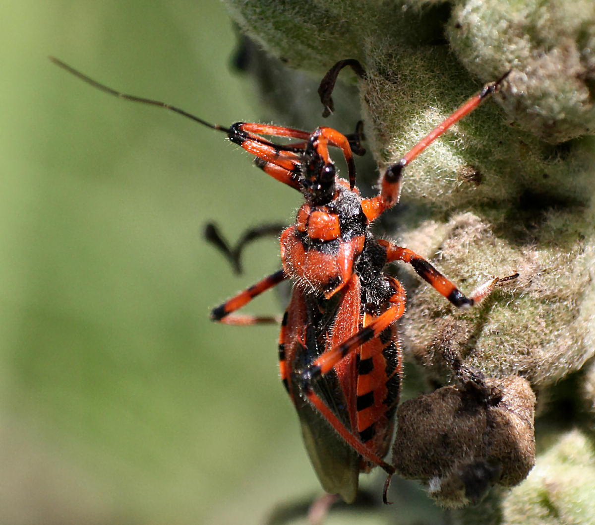 Rhynocoris - iracundus o rubricus ?